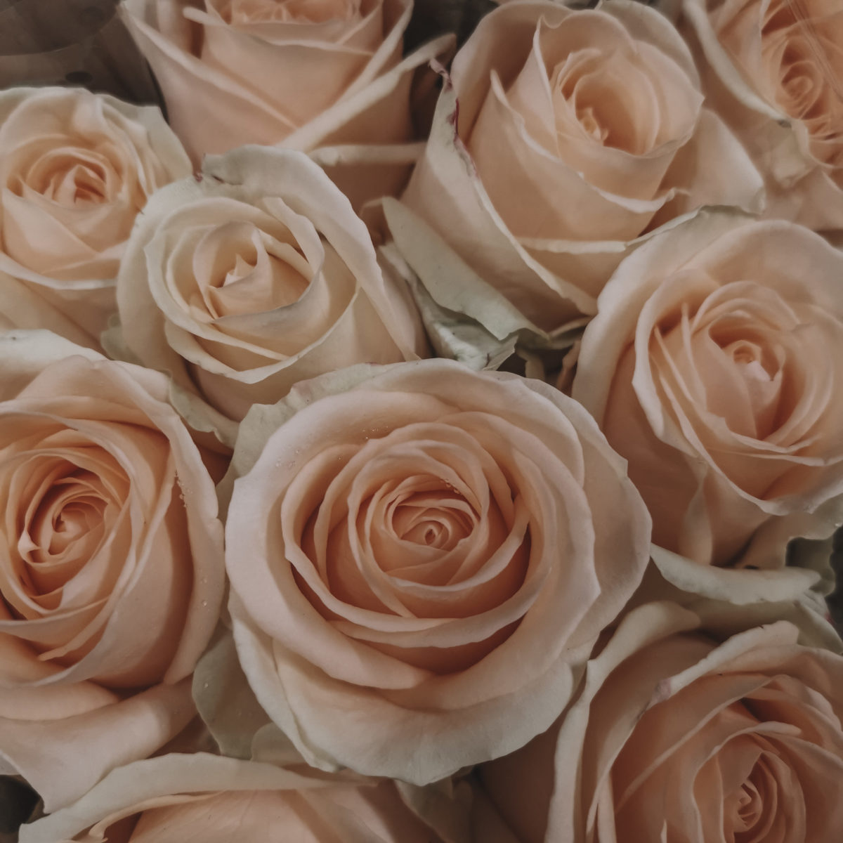 Rose rose - EOS